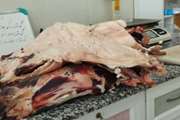 کشف، توقیف و امحای حدود 100 کیلوگرم گوشت شتر غیر قابل مصرف در شهرستان خمینی شهر